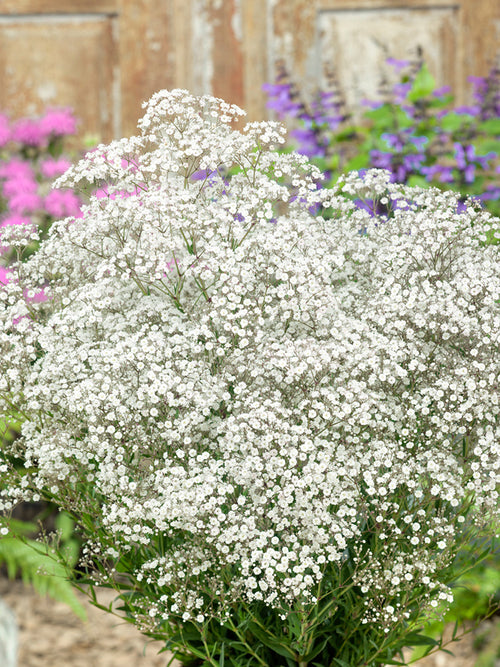 Łyszczec wiechowaty biały (Gypsophila)