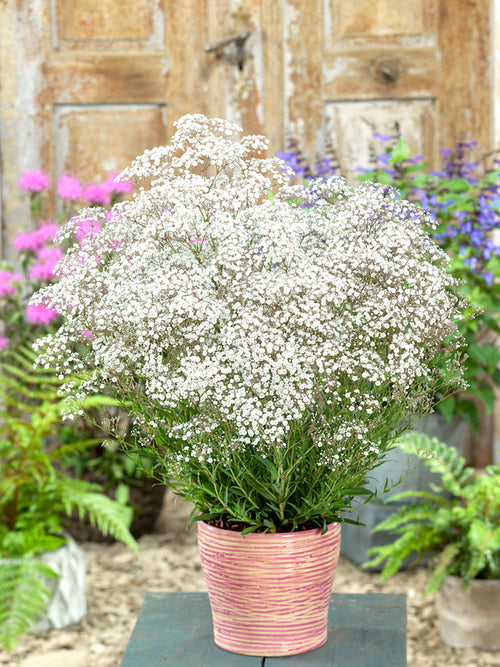 Kup Łyszczec wiechowaty biały (Gypsophila)