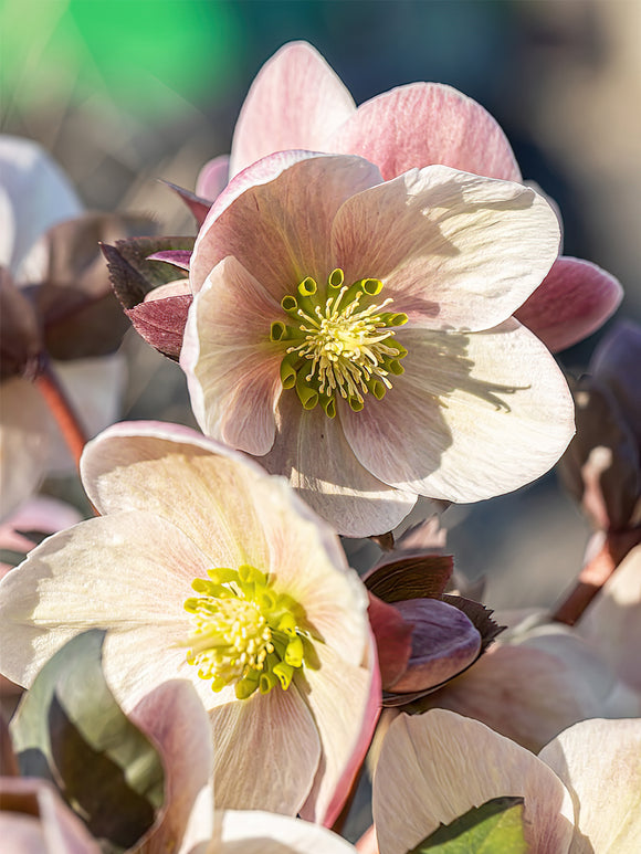 Helleborus Apricot Beauty (Ciemiernik)