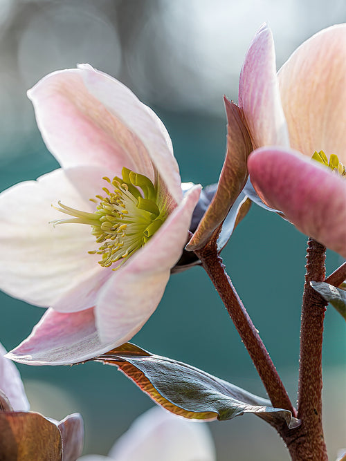 Zamów jeżówkę 'Helleborus Apricot Beauty (Ciemiernik)' w DutchGrown™ z wysyłką na wiosnę i ciesz się najwyższej jakości odkrytymi korzeniami!