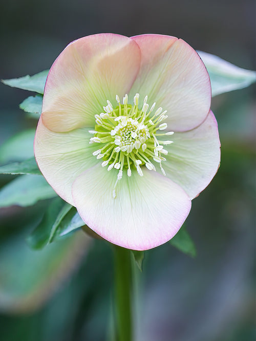 Helleborus Apricot Beauty (Ciemiernik)