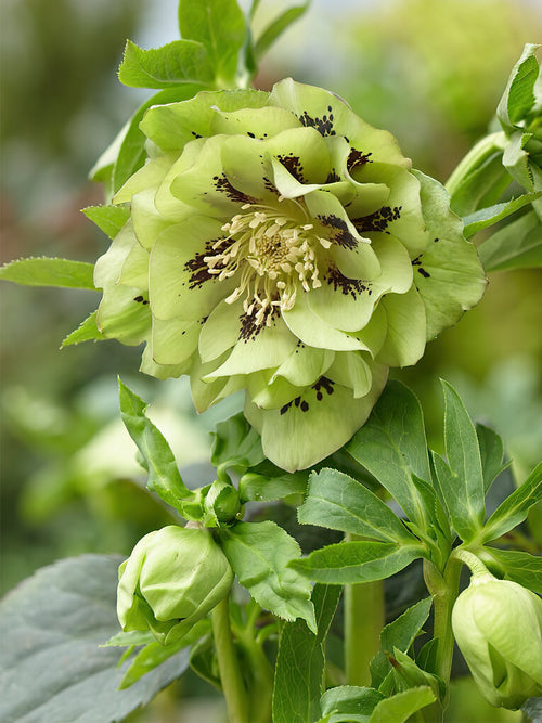 Helleborus Double Ellen Green (Ciemiernik)