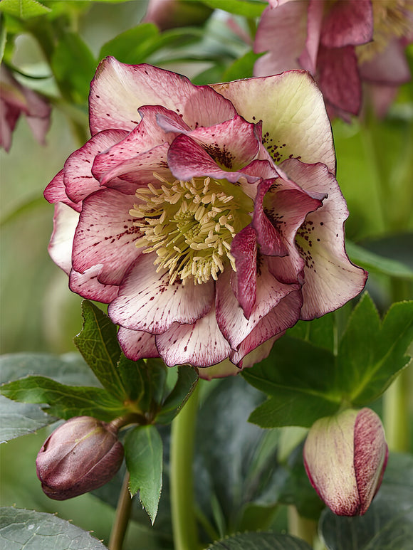 Helleborus Double Ellen Picotee (Ciemiernik)