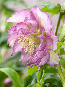 Helleborus Double Ellen Pink (Ciemiernik)