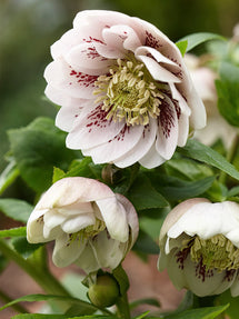 Helleborus Double Ellen Pink Spotted (Ciemiernik)