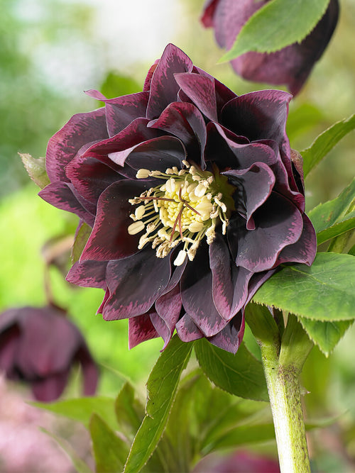 Zamów jeżówkę 'Helleborus Double Ellen Purple (Ciemiernik)' w DutchGrown™ z wysyłką na wiosnę i ciesz się najwyższej jakości odkrytymi korzeniami!