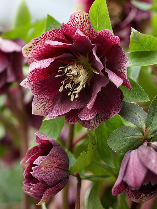 Helleborus Double Ellen Red (Ciemiernik)