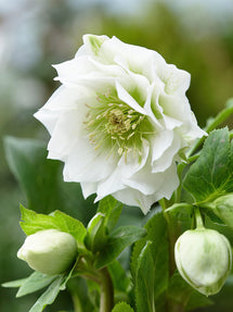 Helleborus Double Ellen White (Ciemiernik)