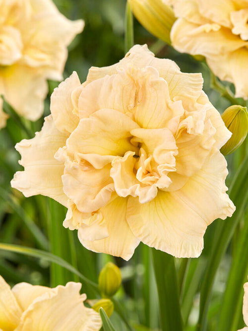 Liliowiec Schnickel Fritz (Hemerokalis)