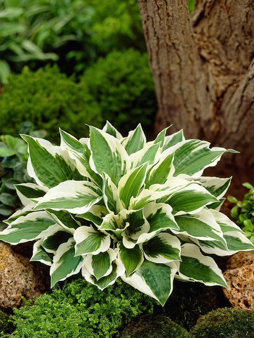 Zamów jeżówkę 'Hosta Patriot' w DutchGrown™ z wysyłką na wiosnę i ciesz się najwyższej jakości odkrytymi korzeniami!