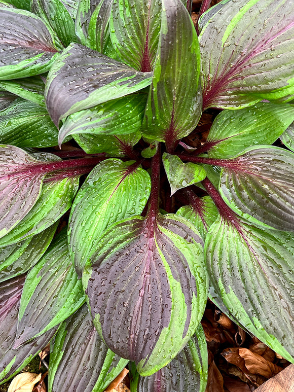 Kup Hosta RED NINJA ('Nk2021') online
