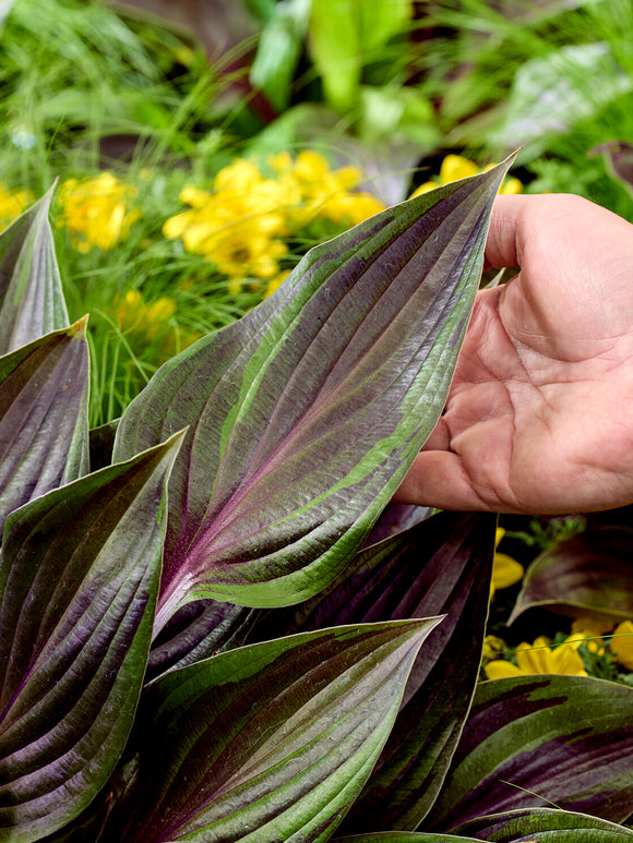 Hosta RED NINJA ('Nk2021') do rabat i pojemników