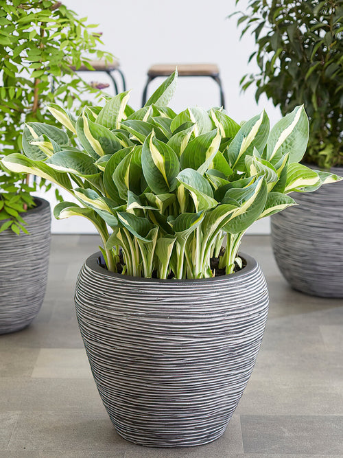 Zamów jeżówkę 'Hosta Whirly Pop' w DutchGrown™ z wysyłką na wiosnę i ciesz się najwyższej jakości odkrytymi korzeniami!