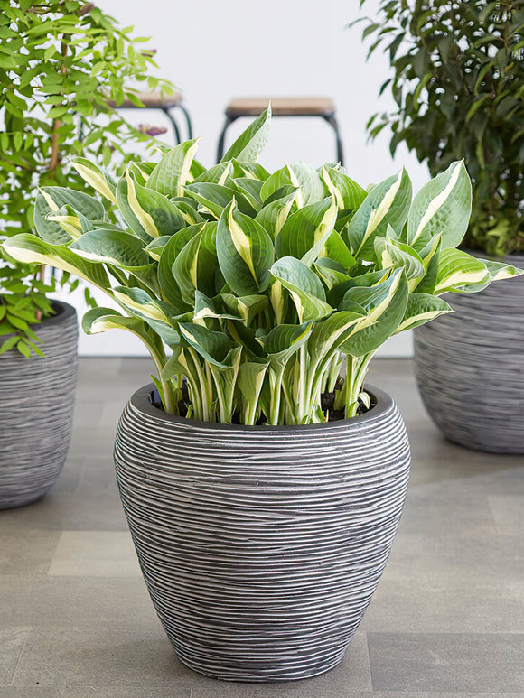 Zamów jeżówkę 'Hosta Whirly Pop' w DutchGrown™ z wysyłką na wiosnę i ciesz się najwyższej jakości odkrytymi korzeniami!