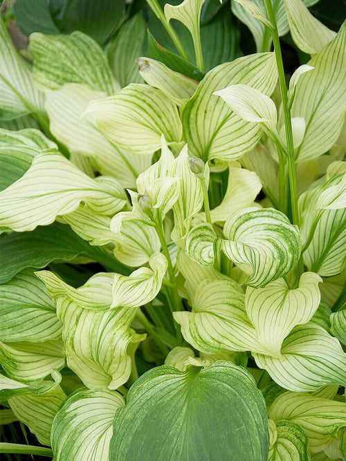 Zamów jeżówkę 'Hosta White Feather' w DutchGrown™ z wysyłką na wiosnę i ciesz się najwyższej jakości odkrytymi korzeniami!