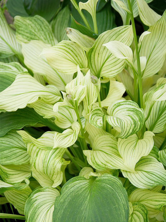 Zamów jeżówkę 'Hosta White Feather' w DutchGrown™ z wysyłką na wiosnę i ciesz się najwyższej jakości odkrytymi korzeniami!