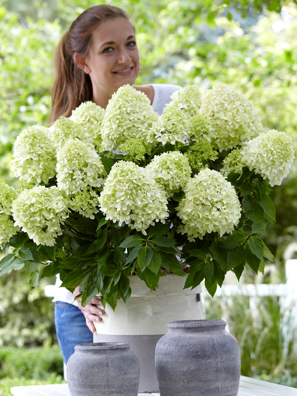 Hortensja Little Spooky