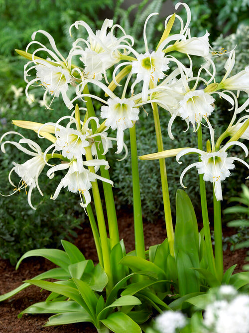 Hymenocallis Festalis Zwanenburg
