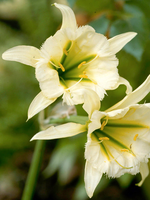 Hymenocallis Sulphur Queen