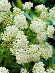 Asclepias (Trojeść krwista) Ice Ballet