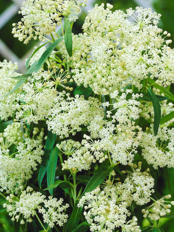 Asclepias (Trojeść krwista) Ice Ballet