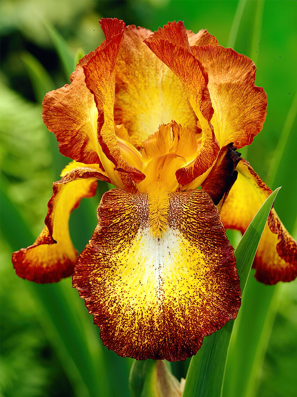 Kup Irys Bródkowy 'Spreckles' z Holandii | DutchGrown™