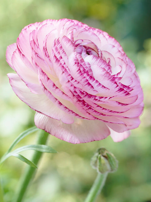 Jaskier Pink Picotee różowy kwiat