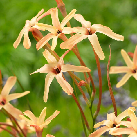 Iksja Kop Iksja paniculata Eos