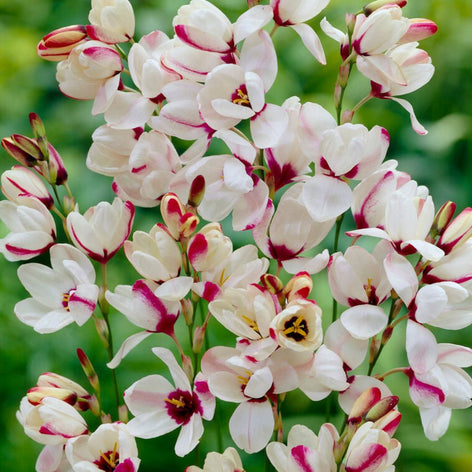 Iksja Iksja Spotlight