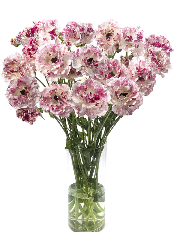 Jaskier Brushmark César® Cebulki jaskrów (ranunculus)