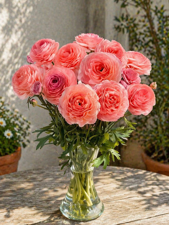 Jaskier Romance™ Nohant – intensywnie malinowy ranunculus na rabaty i bukiety