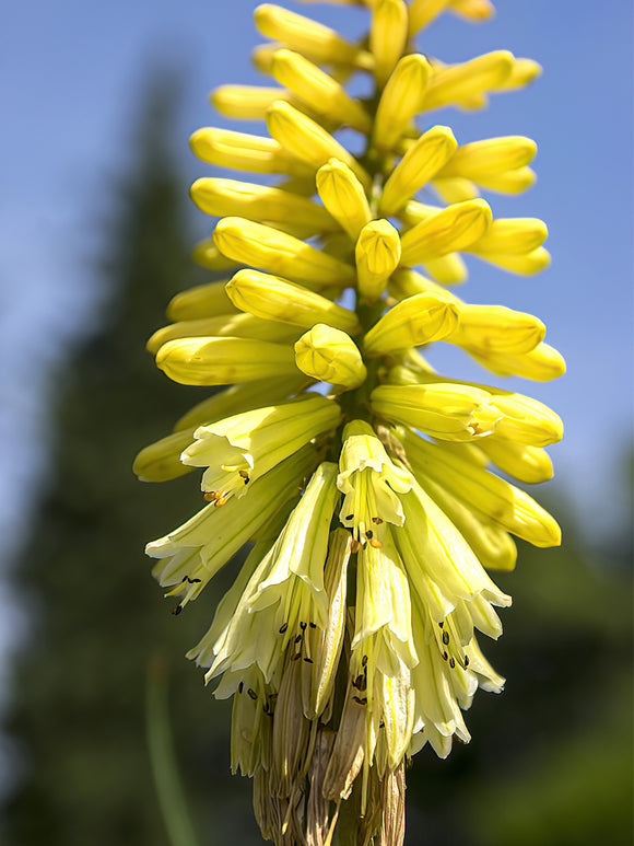 Zamów jeżówkę 'Trytoma Citrina' w DutchGrown™ z wysyłką na wiosnę i ciesz się najwyższej jakości odkrytymi korzeniami!