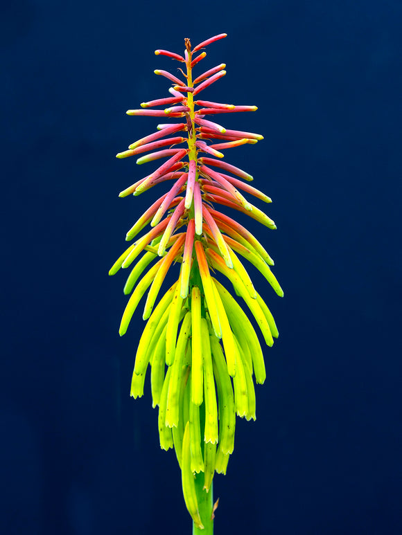 Trytoma Rufa Rasta