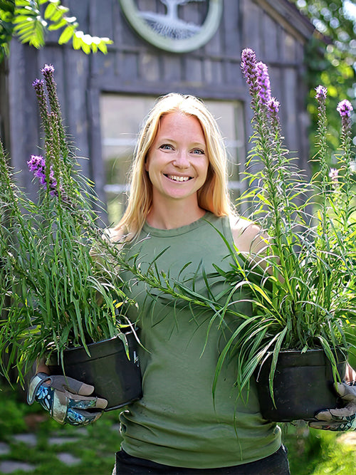 Zamów jeżówkę 'Liatris Spicata' w DutchGrown™ z wysyłką na wiosnę i ciesz się najwyższej jakości odkrytymi korzeniami!