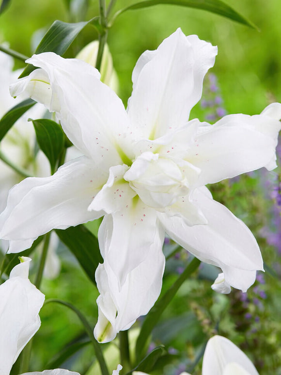 Kupić Lilia Lotus Beauty