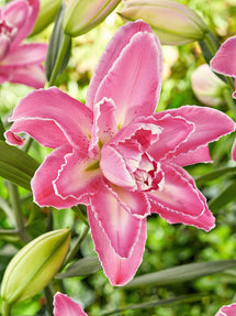 Lilia Lotus Wonder