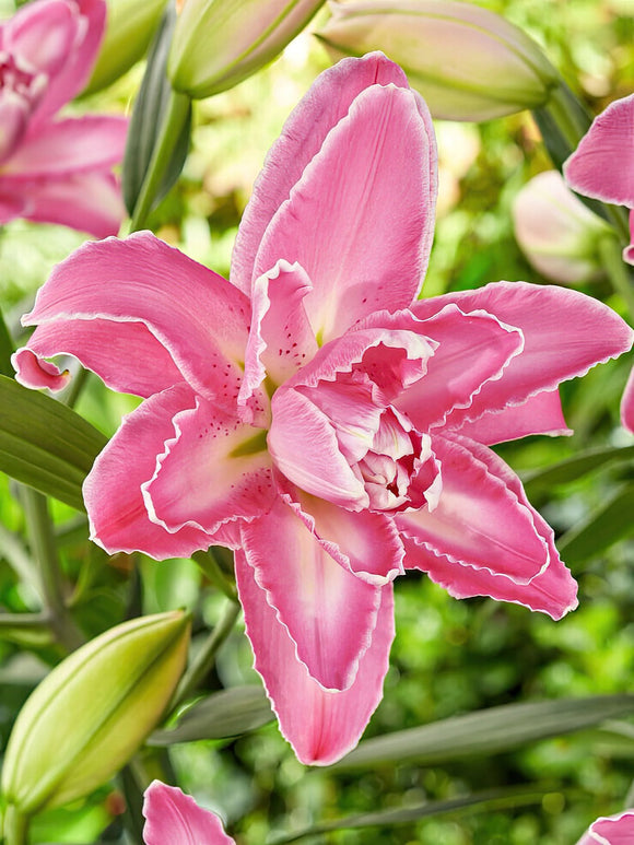 Lilia Lotus Wonder