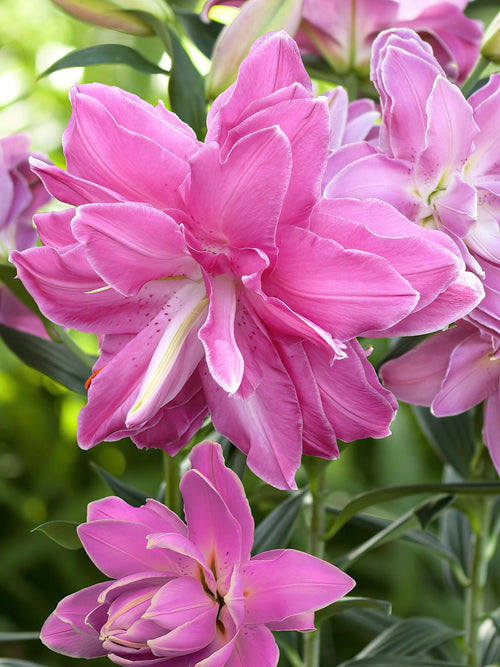 Kupić Lilia Lotus Wonder