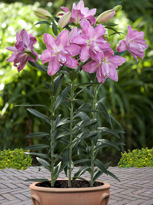 Kupić Lilia Lotus Wonder