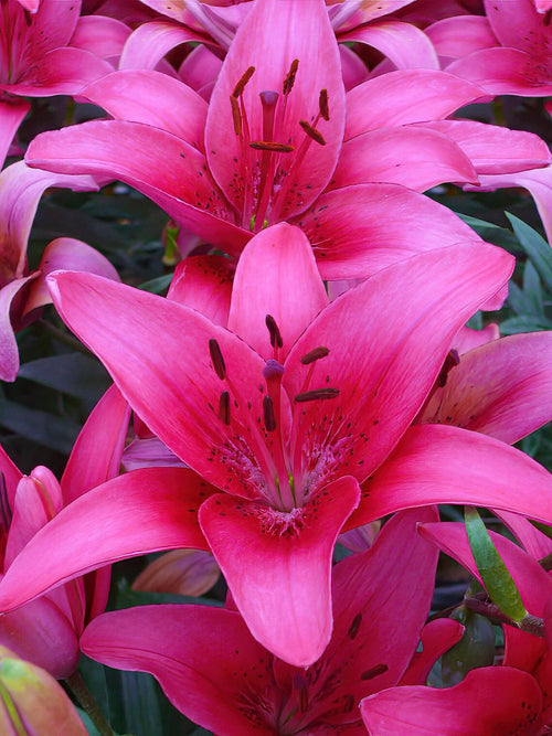Kupić Lilia Pink County