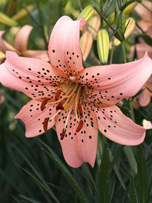 Lilia Pink Giant