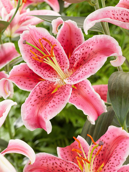 Lilia Stargazer