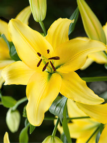 Lilia Yellow Power