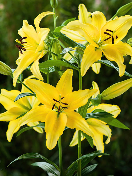 Kupić Lilia Yellow Power