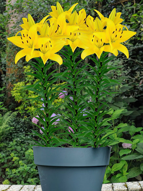 Kupić Lilia Yellow Power