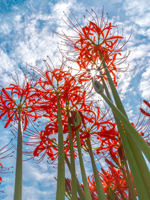 Red Spider Lily (Lycoris radiata)