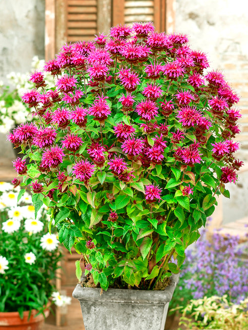 Kup Monarda Bee-Free (Pysznogłówka)