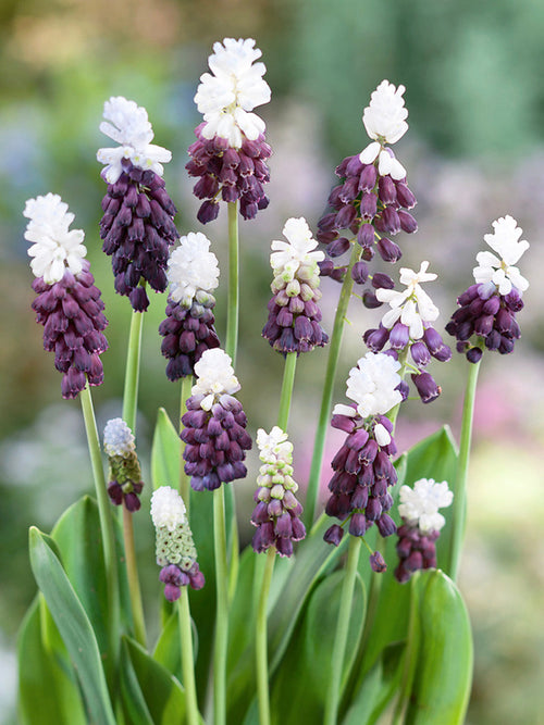 Szafirek Fantasy Creation (Muscari) 