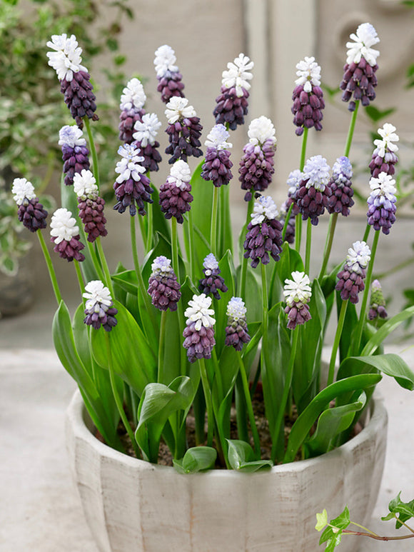 Szafirek Fantasy Creation (Muscari) 