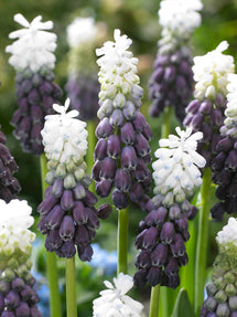 Szafirek Grape Ice (Muscari)